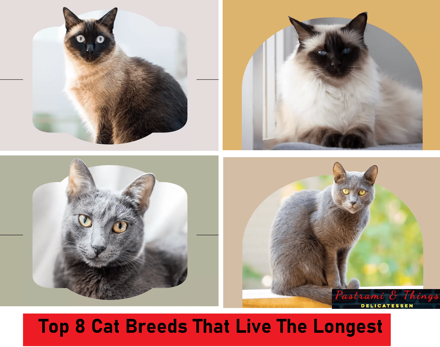 Top 8 Cat Breeds That Live The Longest